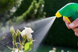 Pesticides Increase Parkinson's Risk